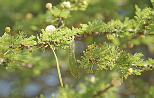 Vachellia reficiens (Wawra) Kyal. & Boatwr.