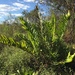 Acrostichum danaeifolium - Photo (c) julievogel, όλα τα δικαιώματα διατηρούνται, uploaded by julievogel
