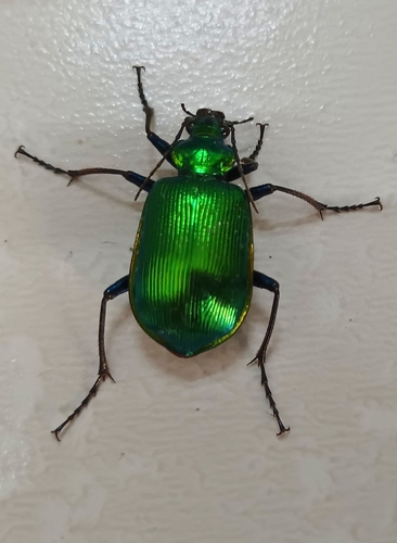 Texas Green Calosoma