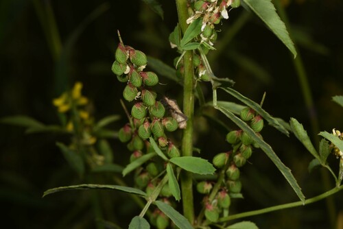 Melilotus sulcatus