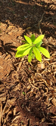 cacao tree