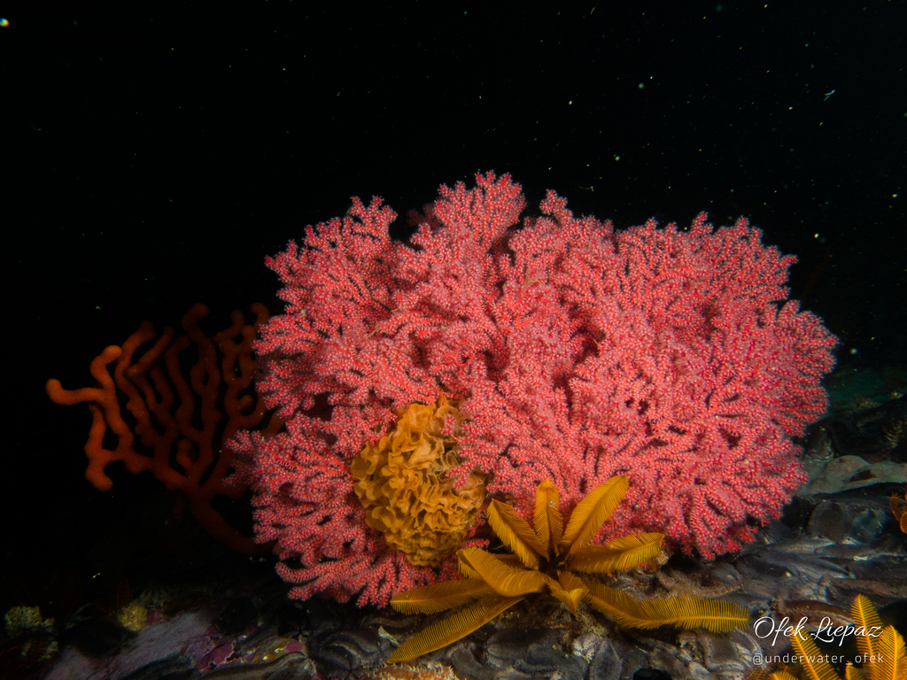 Sea Fan (Gorgonian)
