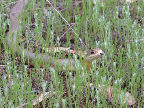 iNaturalist observation photo of Western Yellow-bellied Racer