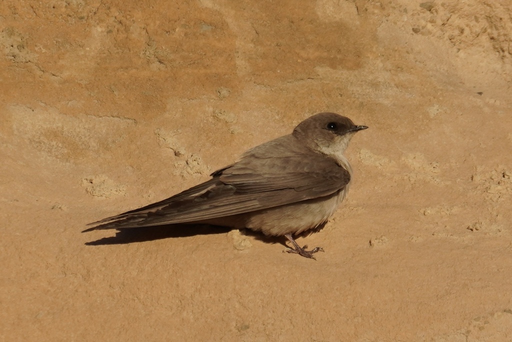 Pale Crag-Martin (Ptyonoprogne obsoleta) photo