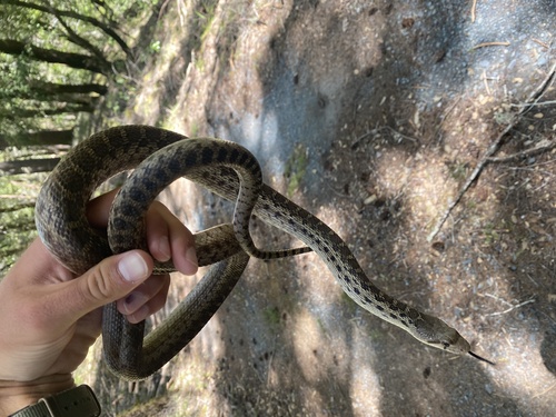 iNaturalist observation photo of Pacific Gopher Snake