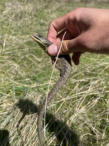 iNaturalist observation photo of Northern Alligator Lizard