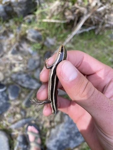 iNaturalist observation photo of Western Skink