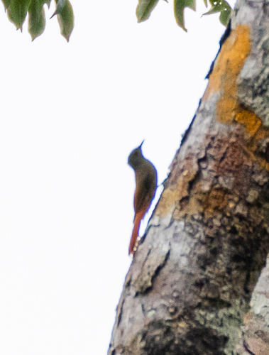 Olivaceous Woodcreeper