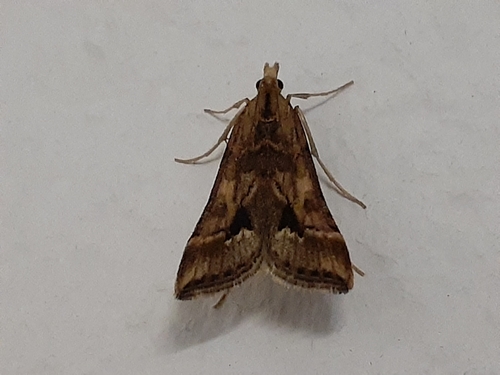 Black Wedge Pyralis
