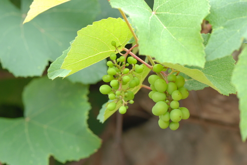 Vitis balansana · iNaturalist