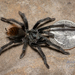 Chiricahua Tarantula - Photo (c) Michael Jacobi, all rights reserved, uploaded by Michael Jacobi