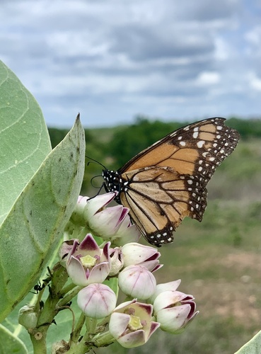 Southern Monarch