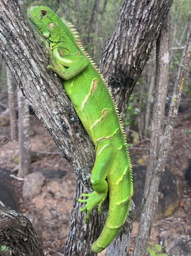 Green Iguana