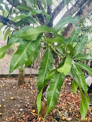 Mangifera indica image