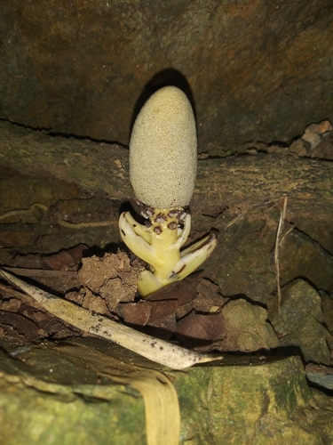 Balanophora abbreviata