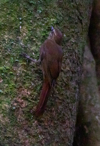 Wedge-billed Woodcreeper