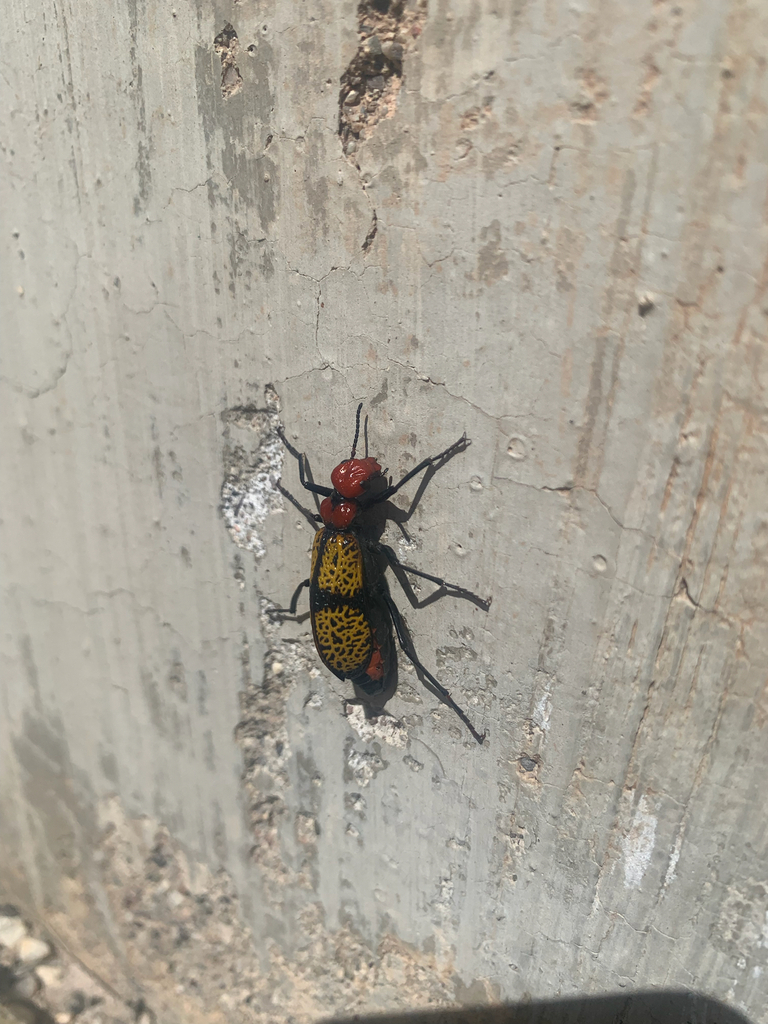 Iron Cross Blister Beetle from Tucson on April 25, 2023 at 02:36 PM by ...