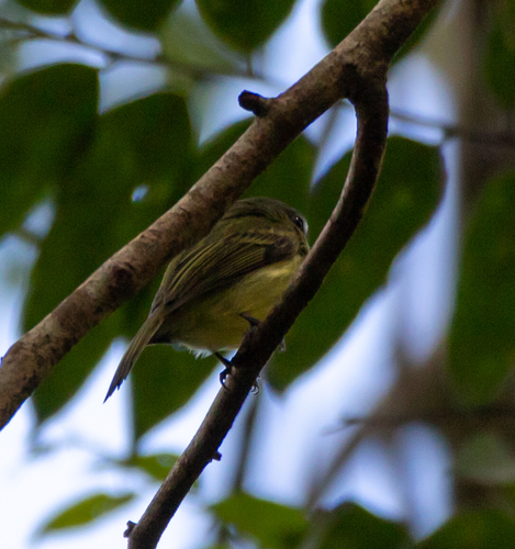 Yellow-olive Flatbill