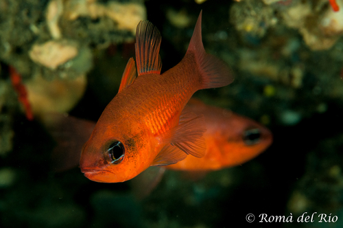 Mediterranean Cardinalfish