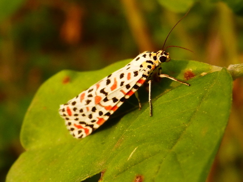 Crotalaria Moth (Utetheisa lotrix) · iNaturalist