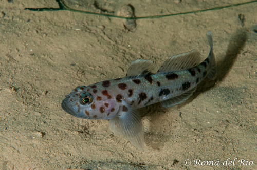 Leopard-spotted Goby