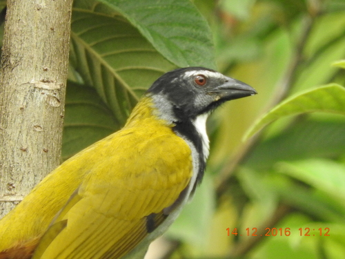 Black-headed Saltator
