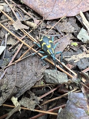 Exophthalmus nicaraguensis image