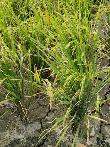 Asian Rice