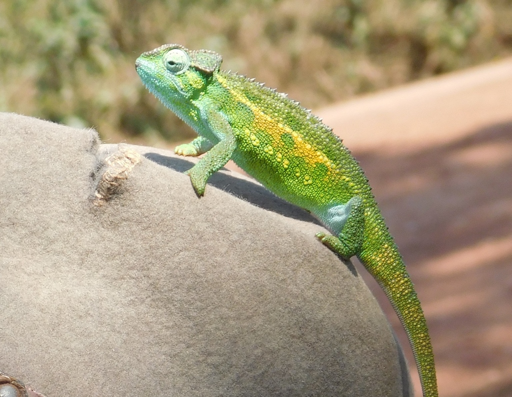 ニッタンプロフ確認 Chameleons of Africa ニッタンプロフ確認