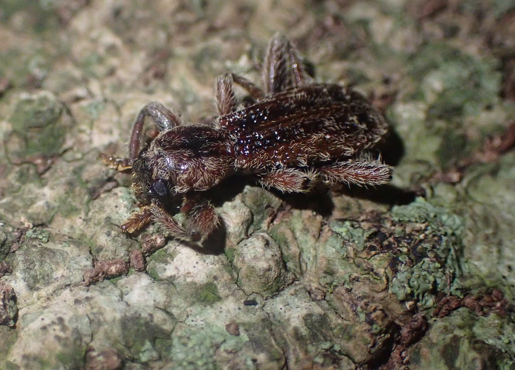 Cormodes darwini from Lord Howe Island NSW 2898, Australia on August 19 ...