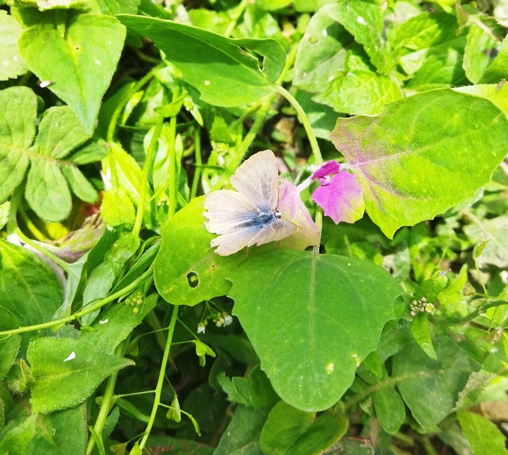 Typical Blues from 4476+H36, Rimbick, West Bengal 734201, India on May ...