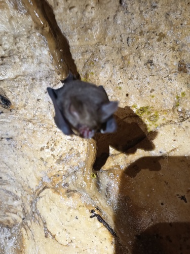 Fly River roundleaf bat (Hipposideros muscinus) — Least Concern Mammalia