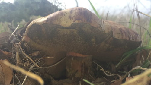 iNaturalist observation photo of Liver Bolete