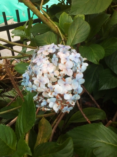 Hydrangea macrophylla image