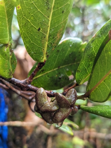 Melicope molokaiensis (Hillebr.) T.G. Hartley & B.C. Stone