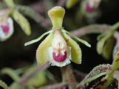 Epidendrum goodspeedianum image