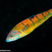 Ornate Wrasse - Photo (c) Tim Cameron, all rights reserved
