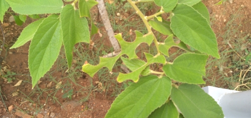 Muntingia calabura - Whole tree
