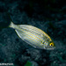 Salema Porgy - Photo (c) Tim Cameron, all rights reserved