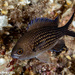 Mediterranean Damselfish - Photo (c) Tim Cameron, all rights reserved