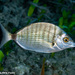 Sharpsnout Seabream - Photo (c) Tim Cameron, all rights reserved