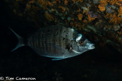 Sharpsnout Seabream