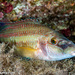 East Atlantic Peacock Wrasse - Photo (c) Tim Cameron, all rights reserved