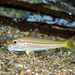 Red Mullet - Photo (c) Tim Cameron, all rights reserved