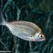 Black Seabream - Photo (c) Tim Cameron, all rights reserved
