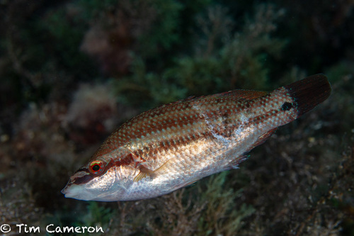 East Atlantic Peacock Wrasse
