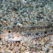 Slender Goby - Photo (c) Tim Cameron, all rights reserved