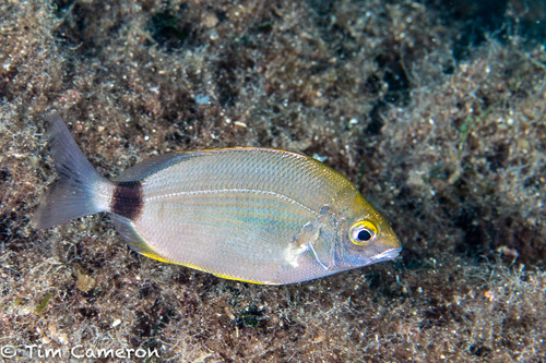 Annular Seabream