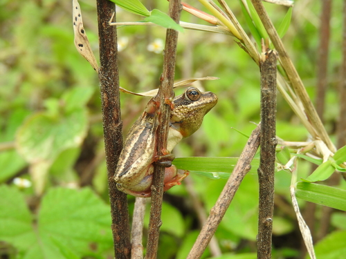 Common Reed Frog