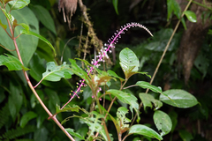 Phytolacca rivinoides image